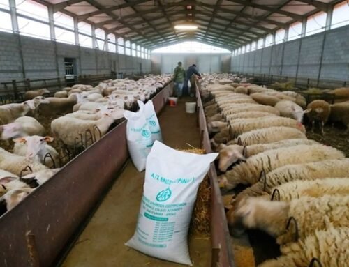 Η «σφαγή των αμνών» και τα mega-deal της Mercosur